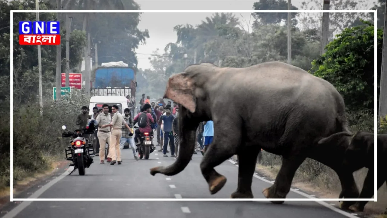 Jhargram: ঝাড়গ্রামে ফের হাতির হানায় মৃত্যু, এলাকায় ক্ষোভ