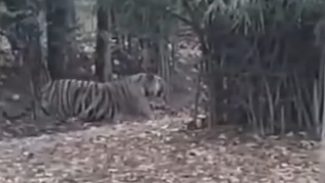 Tiger Missing