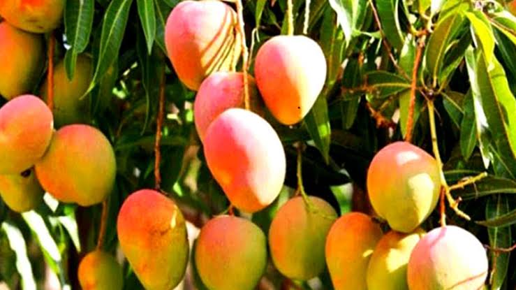 আপনি কী জানেন, বিশ্বের সবচেয়ে বড় আম বাগান ভারতে অবস্থিত 1 আপনি কী জানেন, বিশ্বের সবচেয়ে বড় আম বাগান ভারতে অবস্থিত